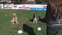 L'Educa-cani
