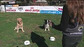 L'Educa-cani