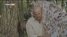 Vivere con un branco di cavalli