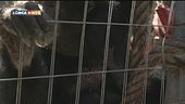 Un cucciolo di Siamango allo zoo di Napoli