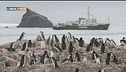 Pinguini in declino