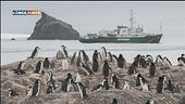 Pinguini in declino
