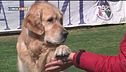 L'educa-cani