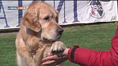 L'educa-cani