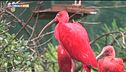 Ibis rossi