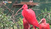 Ibis rossi