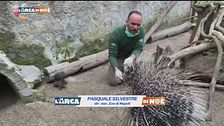 L'istrice un animale straordinario