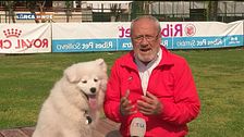 L'educa-cani