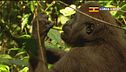 Amico gorilla