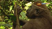 Amico gorilla