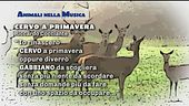 Animali nella musica