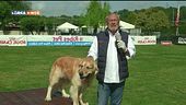 L'educa-cani