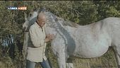 Tra uomo e cavallo