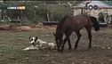 Compagni di gioco