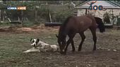 Compagni di gioco