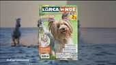 Il can-piello