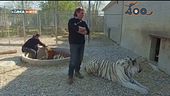 Il parco Tiger Experience