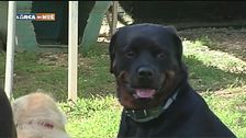 L'educa-cani