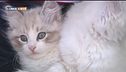 Un gatto anallergico