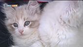 Un gatto anallergico