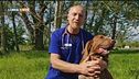 Forasacchi, un pericolo per il cane