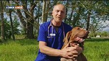 Forasacchi, un pericolo per il cane