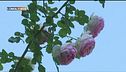 Rose principesche