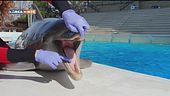 I delfini dello Zoomarine