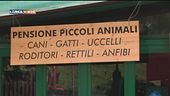 Le pet-vacanze