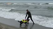 Bagnini a quattro zampe in Versilia