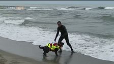 Bagnini a quattro zampe in Versilia