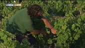 L'agricoltura di Pantelleria