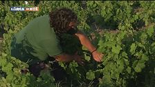 L'agricoltura di Pantelleria