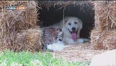 Piccole tigri crescono