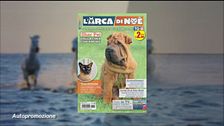 Il can-piello