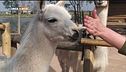 Il training con il lama