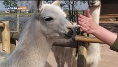 Il training con il lama