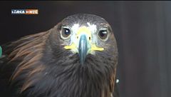 Lo spettacolo dei predatori