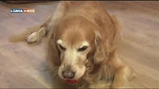 L'educa-cani