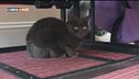 I disagi del gatto