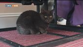 I disagi del gatto
