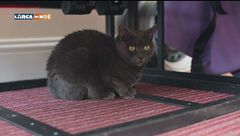I disagi del gatto