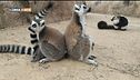 I lemuri del Madagascar