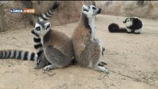 I lemuri del Madagascar