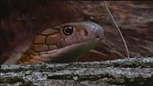 Il cobra reale