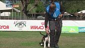 L'educa-cani