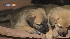 Animali in adozione a Mirandola