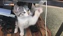 Quando arriva a casa un gattino