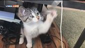 Quando arriva a casa un gattino