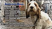 Animali nella Musica